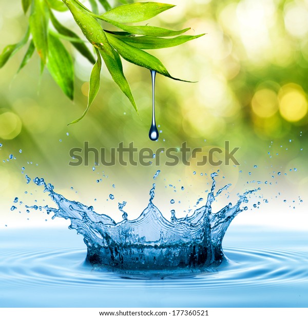 Water Drop Bamboo Leaf Stock Photo 177360521 | Shutterstock