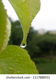 Water Drop Dripping Off A Leaf