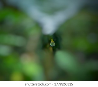a water drop falling from a leaf