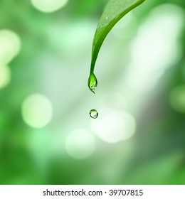 Water Drop Falling From Leaf