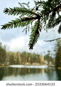 Water drop falling from pine tree with beautiful lake on the background