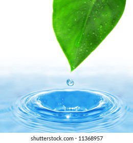 Water Drop And Green Leaf