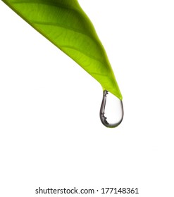 Water Drop And Green Leaf