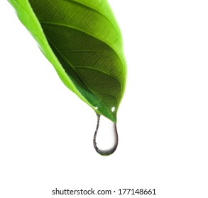 water drop and green leaf