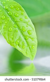 Water Drop And Green Leaf