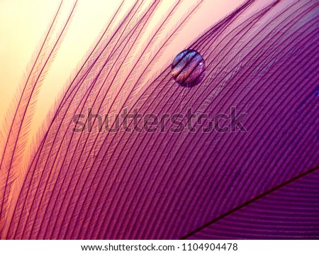 Water drop magnifying the grid structure of a small decorative feather.