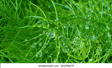 Water Drop On Asparagus Fern