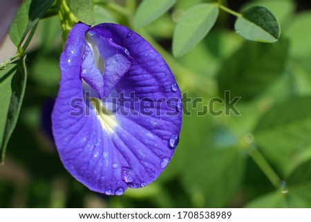 Water drop on Butterfly pea, Clitoria ternatea flower. Selective focus.