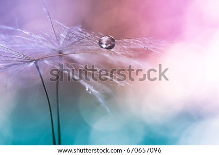 Water drop on a dandelion , colorful background with bokeh. beautiful abstract macro. Selective soft focus