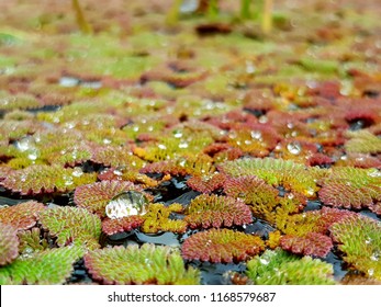 The Water Drop On The Floating Aquatic Plants, Feathered Mosquitofern (Azolla Pinnata) After Rainy In The Pond.