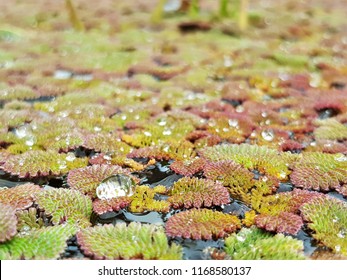 The Water Drop On The Floating Aquatic Plants, Feathered Mosquitofern (azolla Pinnata) After Rainy In The Pond.