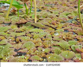 The Water Drop On The Floating Aquatic Plants, Feathered Mosquitofern (azolla Pinnata) After Rainy In The Pond.