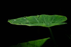 Water Drop On Green Leaf Isolated On Black Background. Elephant Ear Leaves For Background, Tropical Green Banana Taro Leaf.