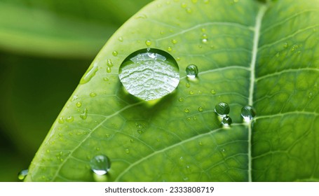 Water drop on green leaf macro close up. Natural background with copy space. - Powered by Shutterstock