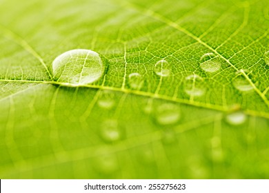 Water drop on green leaf macro - Powered by Shutterstock