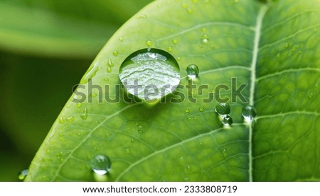 Water drop on green leaf macro close up. Natural background with copy space.