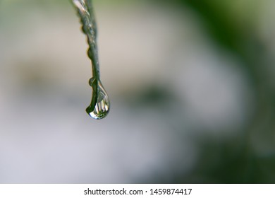 Water drop on green leaves in selective focus 
