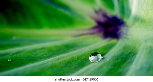 water drop on leaf