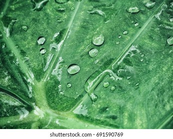 Water drop on leaf
