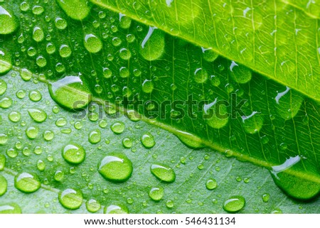 Water drop on a leaf after rain