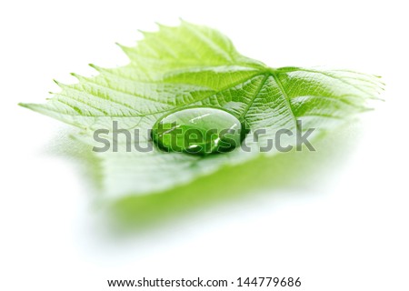 Water drop on leaf isolated on white background macro