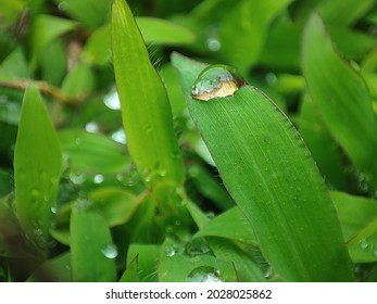 Water drop on the leaf -macro capture
