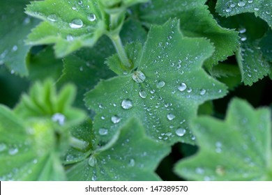  water drop on leaves in nature Stock Photo