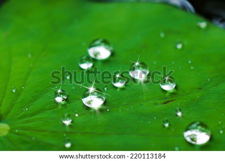 Similar – Image, Stock Photo Giant water lily pads in the pond of botanical garden in Mauritius. Victoria regia