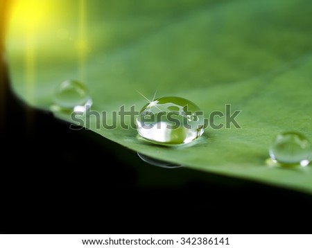 Similar – Image, Stock Photo Giant water lily pads in the pond of botanical garden in Mauritius. Victoria regia