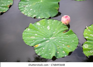 Water drop on lotus leaf.A rolling stone gathers no moss