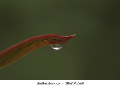 Water Drop That Almost Fall On The Tip Of The Leaves