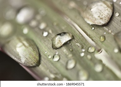 Water Drop That Almost Fall On The Tip Of The Leaves