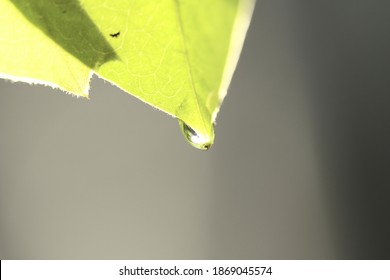 Water Drop That Almost Fall On The Tip Of The Leaves