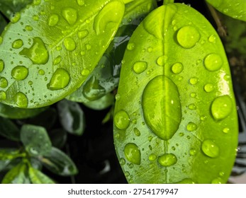 gota agua  pequeñas