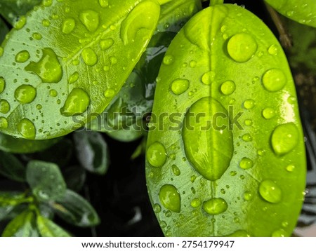 water drop, tiny droplets, leaf texture, green leaf, ficus benghalensis, plant leaf, botanical, botany, tropical plant, tree leaf