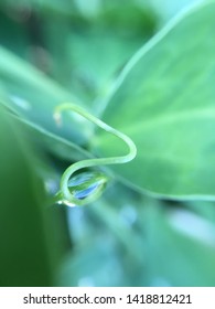 Water Droplet Caught In Sweet Pea Vine