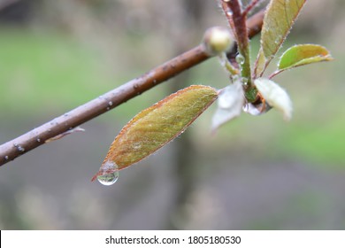 A Water Droplet Clings To The Leaf Of A Serviceberry Tree