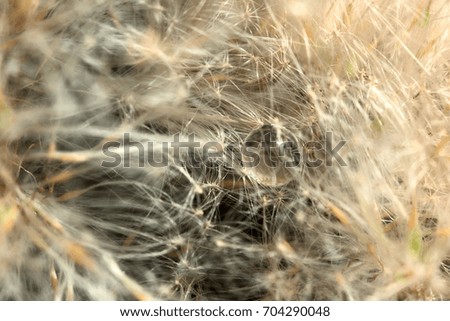 Similar – wheat field Wheat