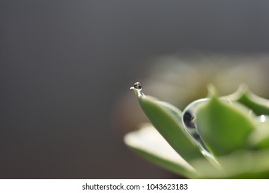 Water Droplet on Freshly Watered Succulent - Powered by Shutterstock