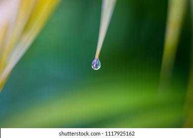 Water droplet on leaves's tip with blurry effects