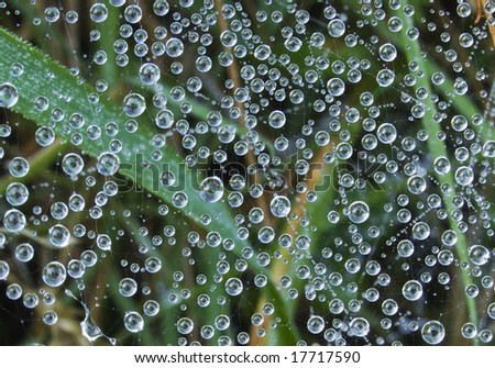 Similar – Image, Stock Photo Drops in the spider’s web