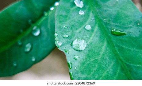 Water droplet on waxy leaf. The wax detail shown on the leaf as white freckles. - Shutterstock ID 2204872369