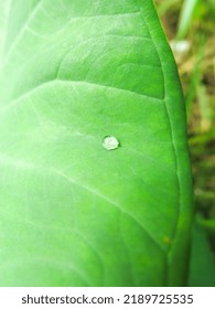 Water droplet on waxy taro leaf. The wax detail shown on the leaf as white freckles. - Shutterstock ID 2189725535