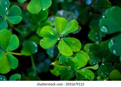 Water droplets and clover　green - Powered by Shutterstock