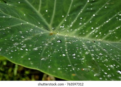 Water Droplets Close Up On A Leave After A Storm. 