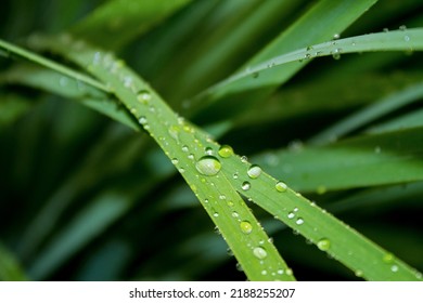 9,023 Grass beads Images, Stock Photos & Vectors | Shutterstock