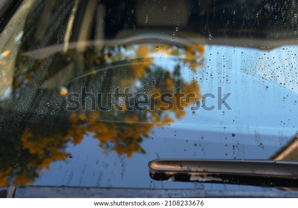 Water droplets or dew drop on windshield screen\
front dark black color car bonnet hood with blurred reflect tree\
yellow flowers against blue sky outdoor at evening nice weather in\
spring season time