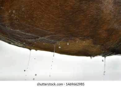 Water Droplets Dripping From A Bay Horse Belly. Animal Body Part, Close Up.