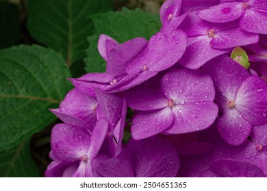 Water droplets from the morning dew collect on the petals of a beautiful purple hydrangea in Oklahoma. - Powered by Shutterstock