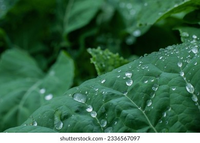 Water droplets on cabbage.
Water droplets on a cabbage leaf.
Water droplets on natural green vegetables. - Powered by Shutterstock